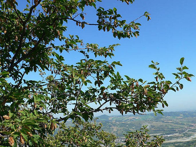 Ostrya carpinifolia