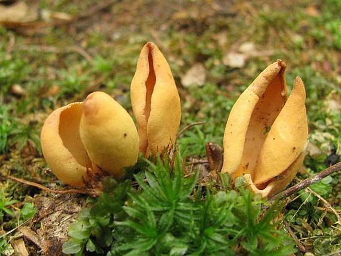 Otidea onotica