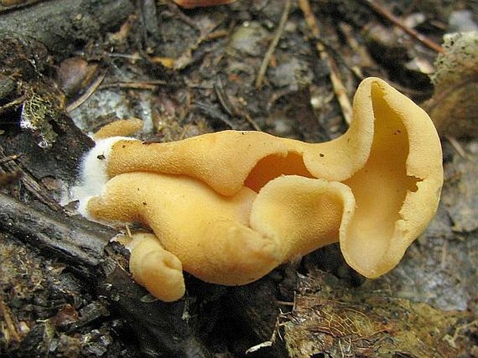 Otidea onotica