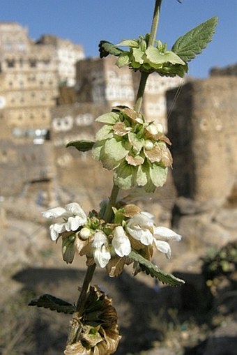 Otostegia fruticosa