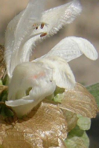 Otostegia fruticosa