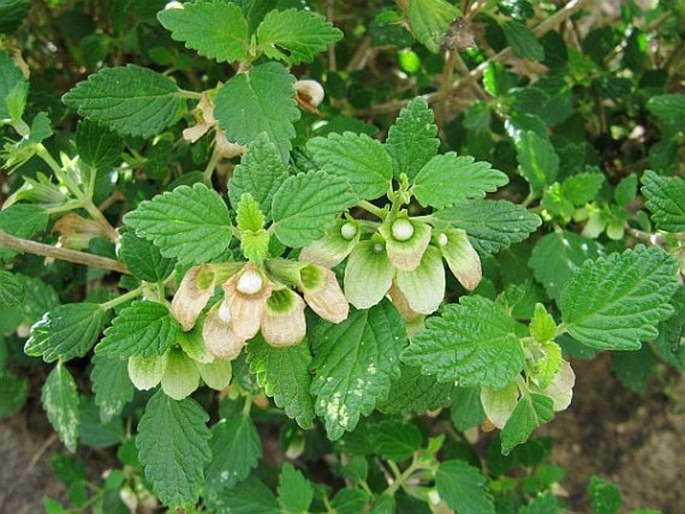 Otostegia fruticosa