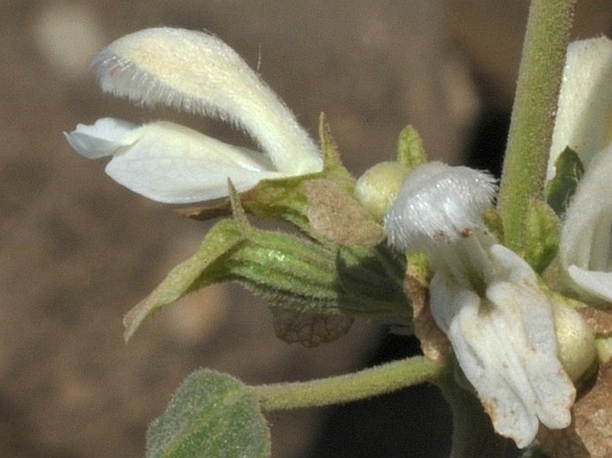 Otostegia fruticosa