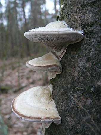 Trametes hirsuta