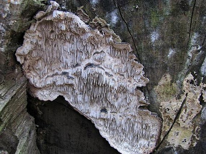 DATRONIA MOLLIS (Sommerf.) Donk - outkovka měkká / pórovka mäkká