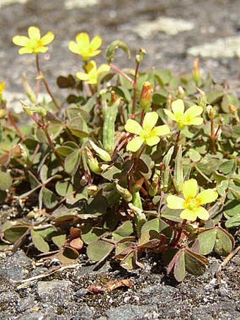 Oxalis corniculata