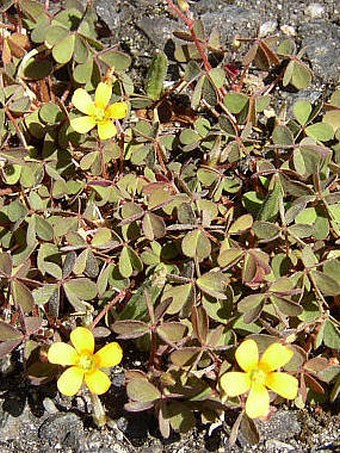 Oxalis corniculata