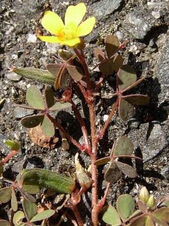 Oxalis corniculata