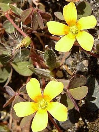 Oxalis corniculata