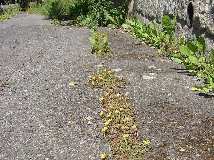 Oxalis corniculata