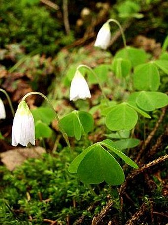 Oxalis acetosella