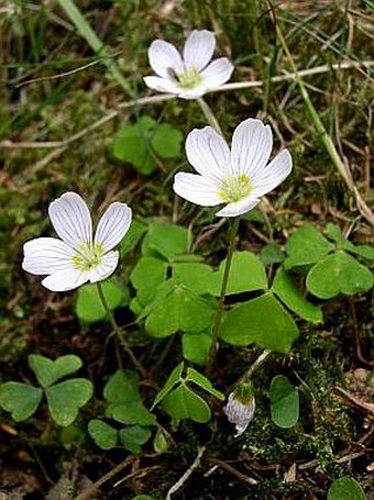 Oxalis acetosella