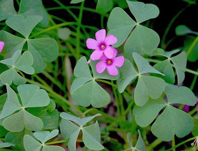 Oxalis articulata