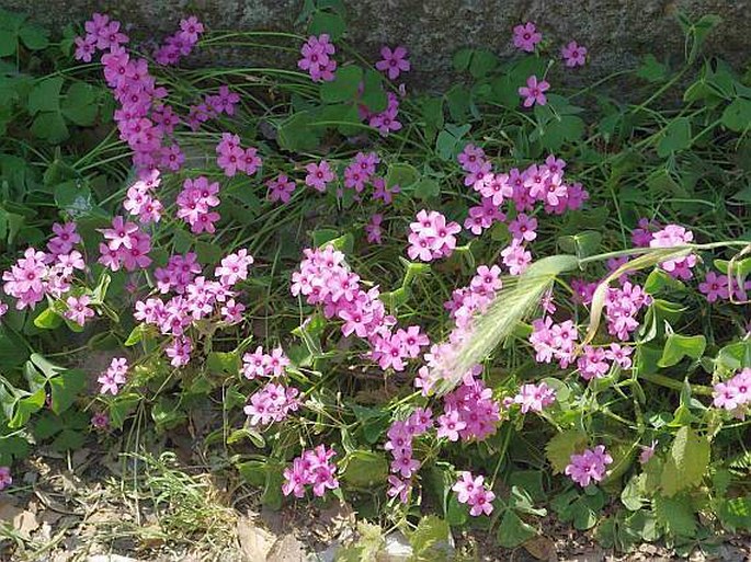 Oxalis articulata