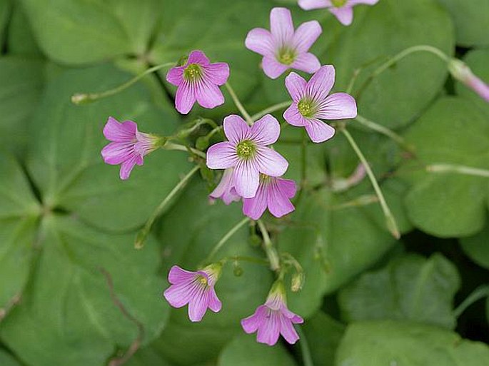 Oxalis debilis var. corymbosa