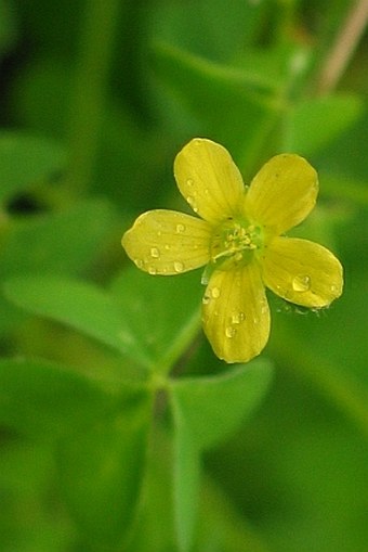 Oxalis stricta