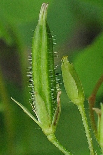 Oxalis stricta