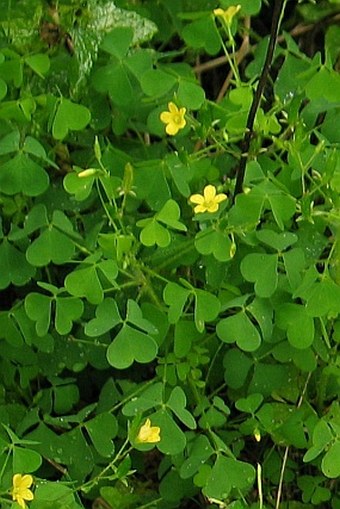 Oxalis stricta