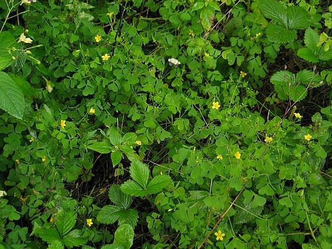 Oxalis stricta