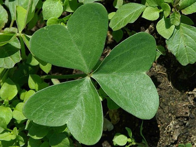 Oxalis latifolia