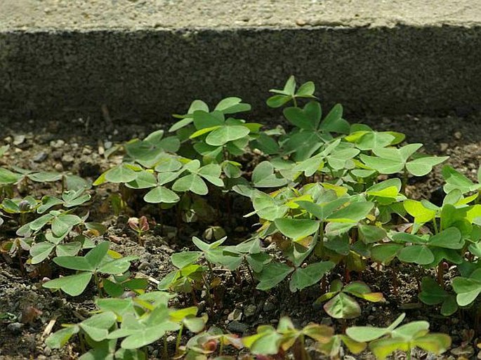 Oxalis latifolia