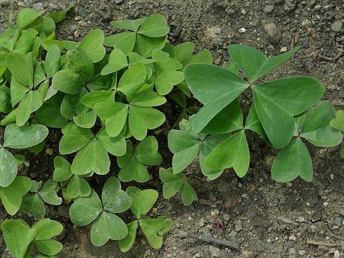 Oxalis latifolia