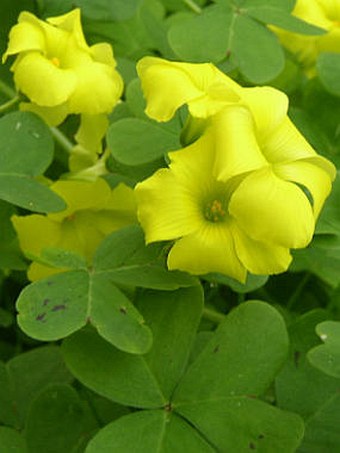 Oxalis pes-caprae