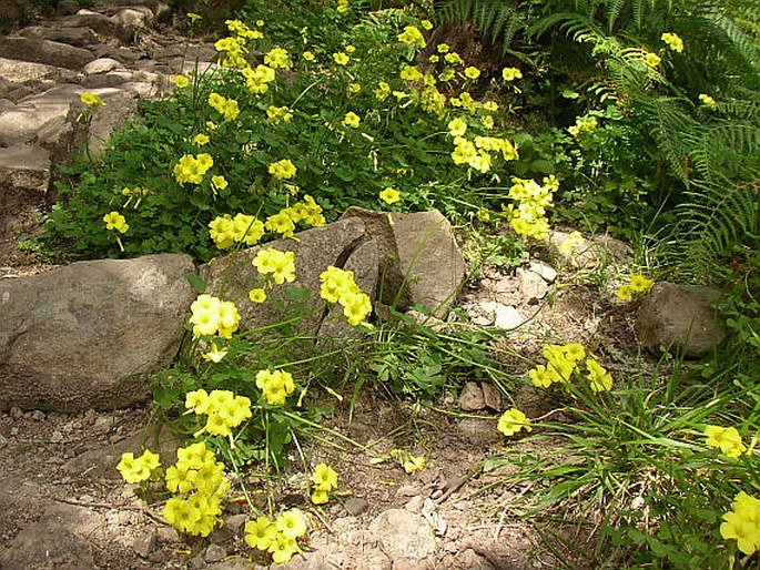 Oxalis pes-caprae