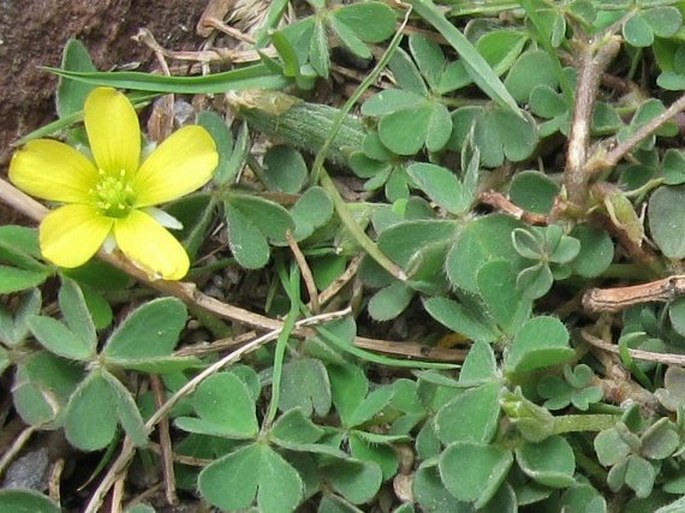 Oxalis radicosa