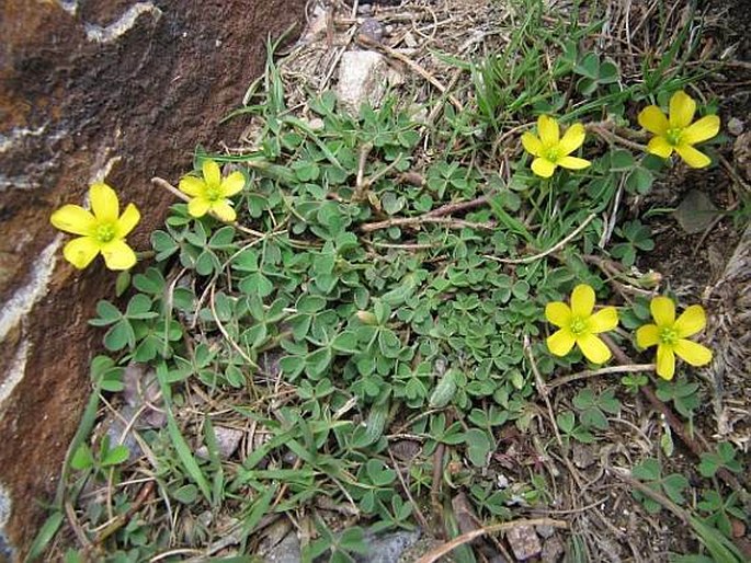 Oxalis radicosa