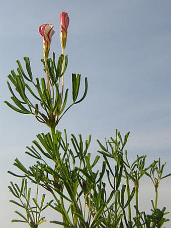 Oxalis versicolor