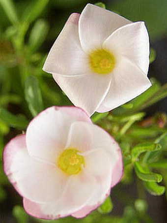 Oxalis versicolor