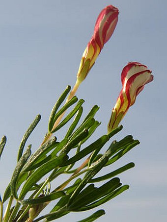 Oxalis versicolor