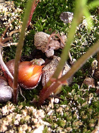 Oxalis versicolor