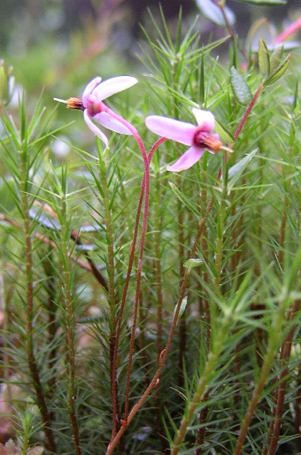 Vaccinium oxycoccos