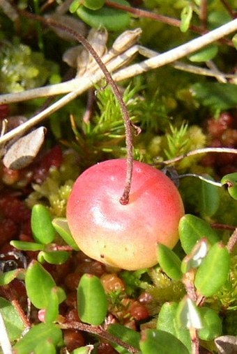 Vaccinium oxycoccos