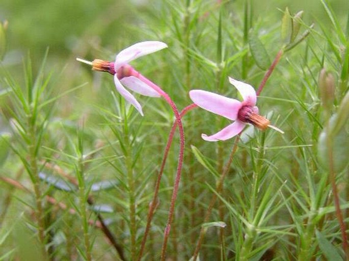 VACCINIUM OXYCOCCOS L. – klikva bahenní / kľukva močiarna