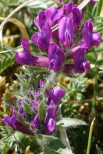 Oxytropis halleri