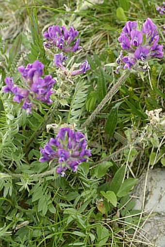 Oxytropis halleri