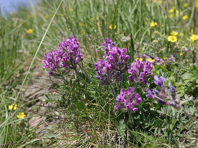 Oxytropis halleri