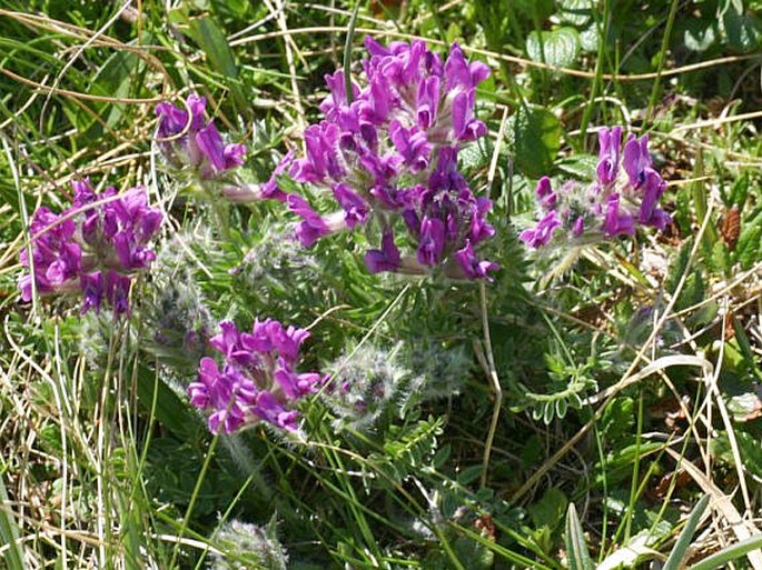 Oxytropis halleri