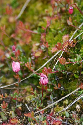 Vaccinium microcarpum