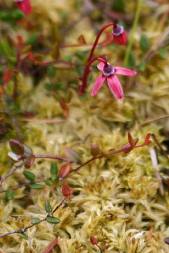 Vaccinium microcarpum