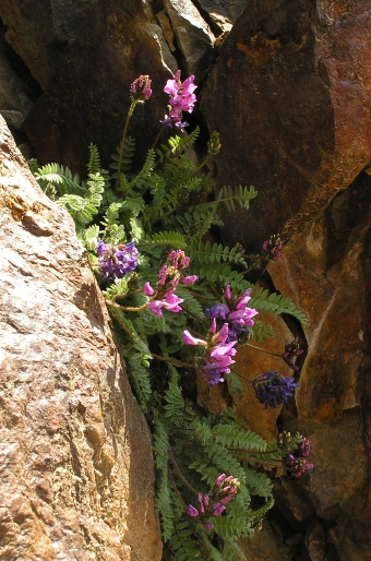 Oxytropis foucaudii