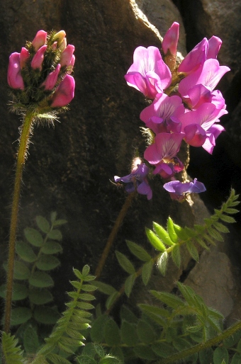 Oxytropis foucaudii