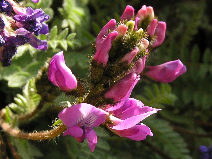 Oxytropis foucaudii