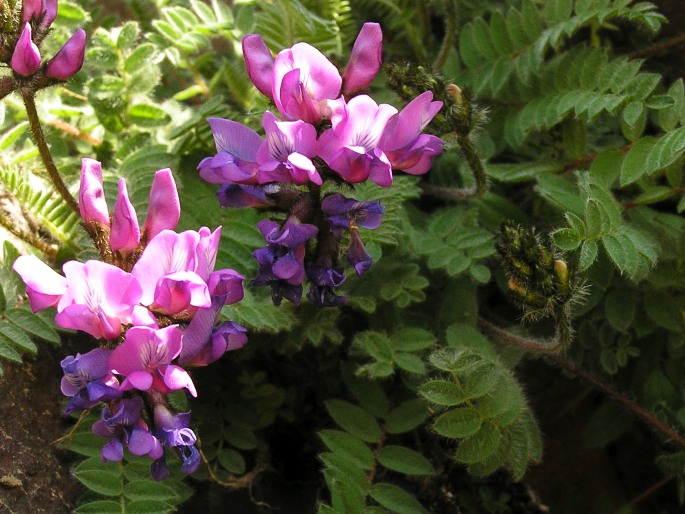 Oxytropis foucaudii