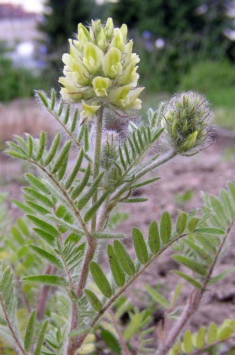 Oxytropis pilosa