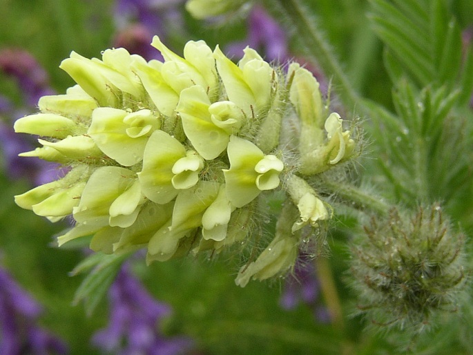 Oxytropis pilosa