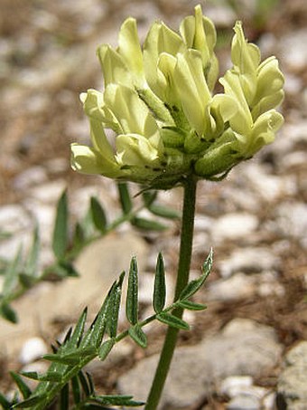 Oxytropis campestris